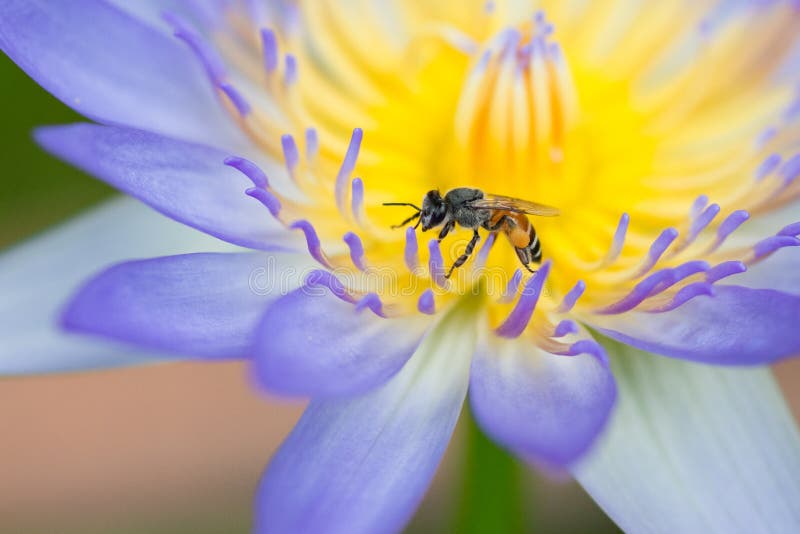 Bee on Purple Lotus
