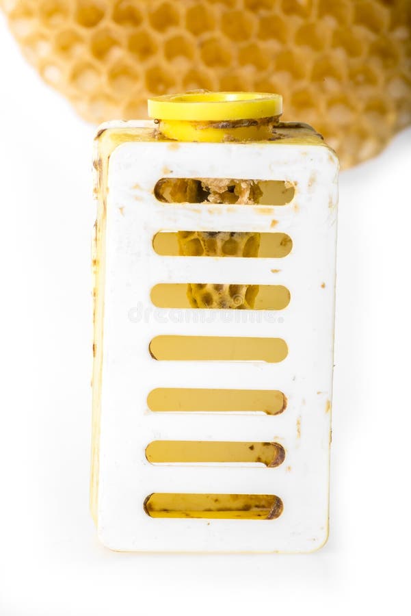 Bee Queen Breeding in Artificial Queen Cells Stock Image Image of mellifera, insect 210384539
