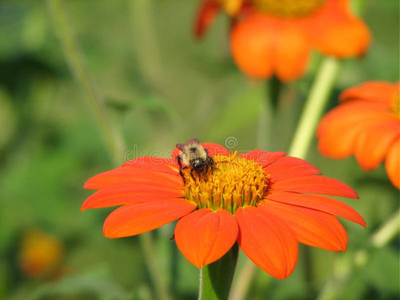 Bee On Flower Picture. Image 8927964