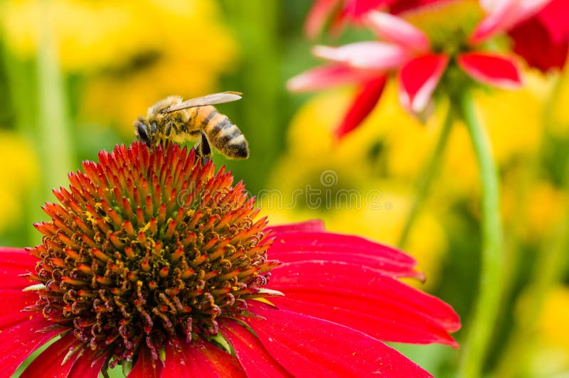 Bee on red flowering Echinacea bloom