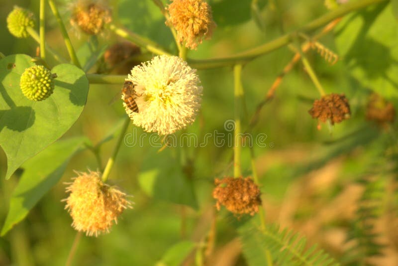 Bee, Reproduction Unit of Flowering Plants. Stock Image Image of unit