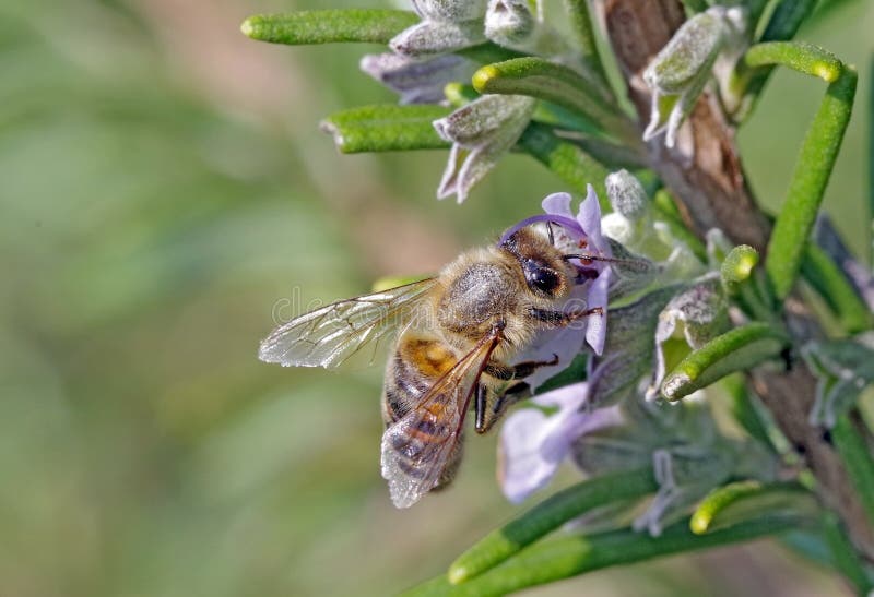 Bee on rosemary stock image. Image of bright, daisy 102038385