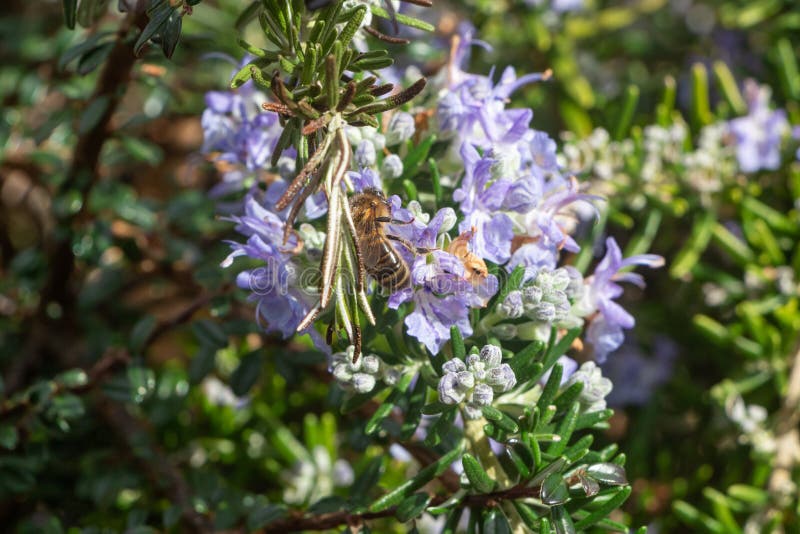 Bee on Rosemary Flowers in a Garden Stock Image Image of stem, pistil