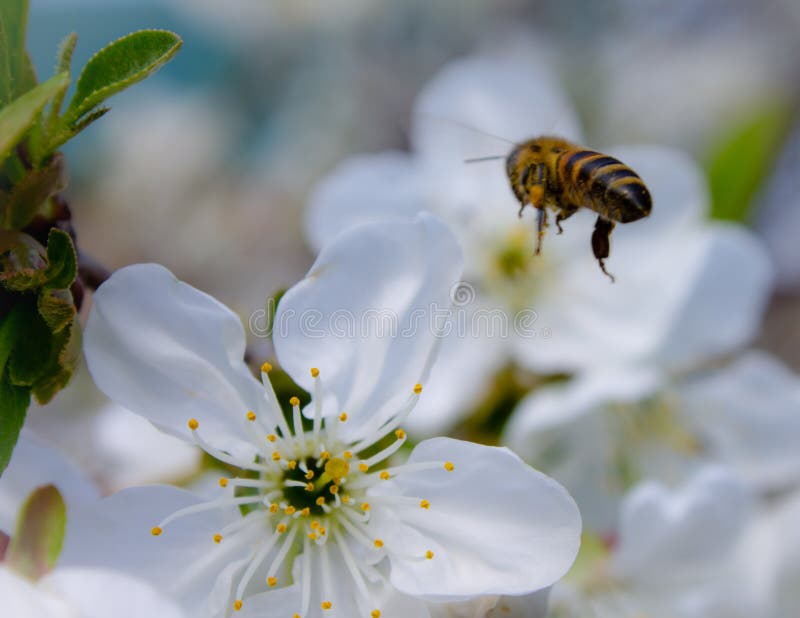 The Bee S Flight To the Cherry Tree S Spring Flower in the Park Stock