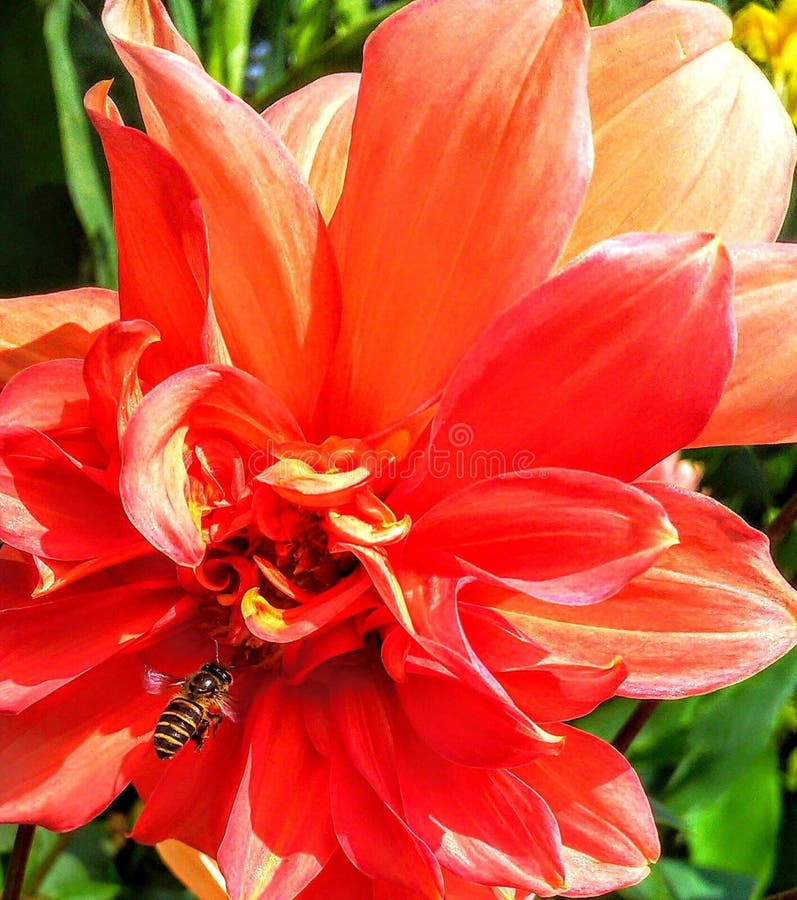 The Bee Seeks Nectar To Survive As the Flower Also Needs the Bee To