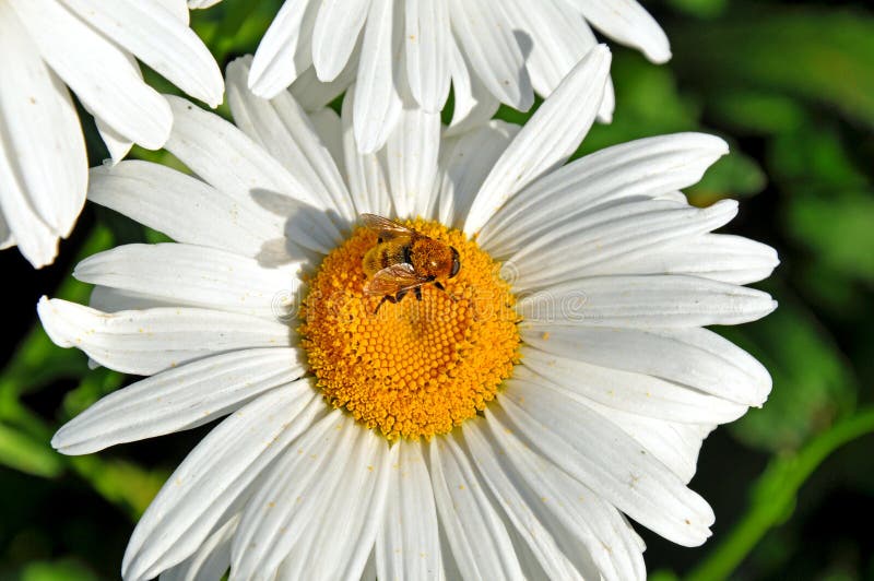 Bee on a shasta daisy collecting pollen stock images