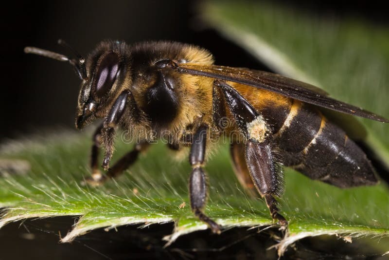 Bee Side view