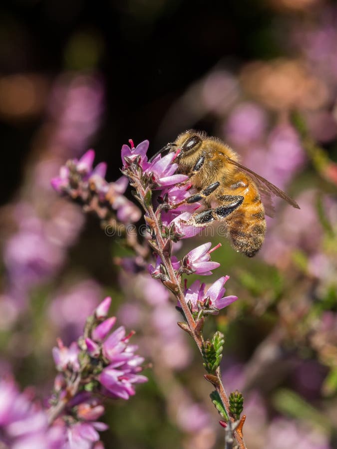 Bee sitting on side of heather