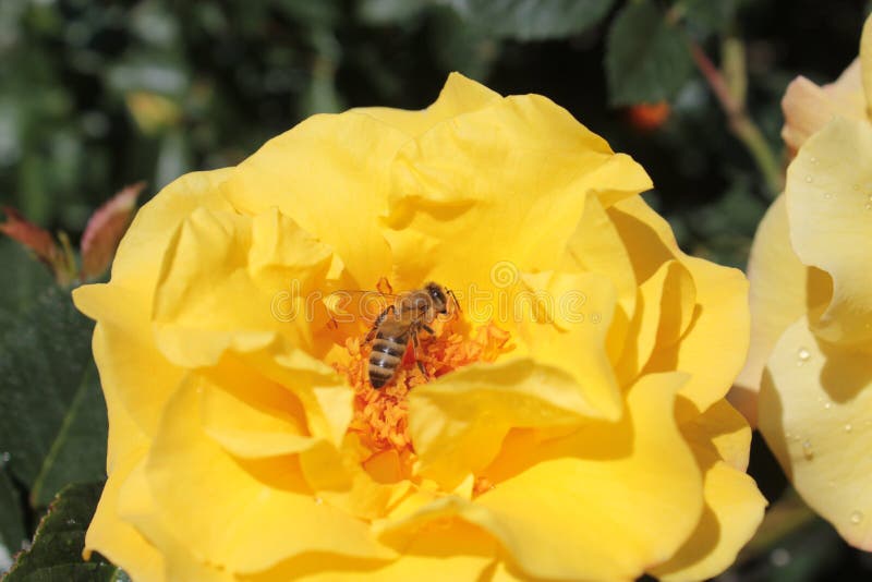 A Bee is Sitting on a Yellow Rose. Stock Image Image of macro, pollen