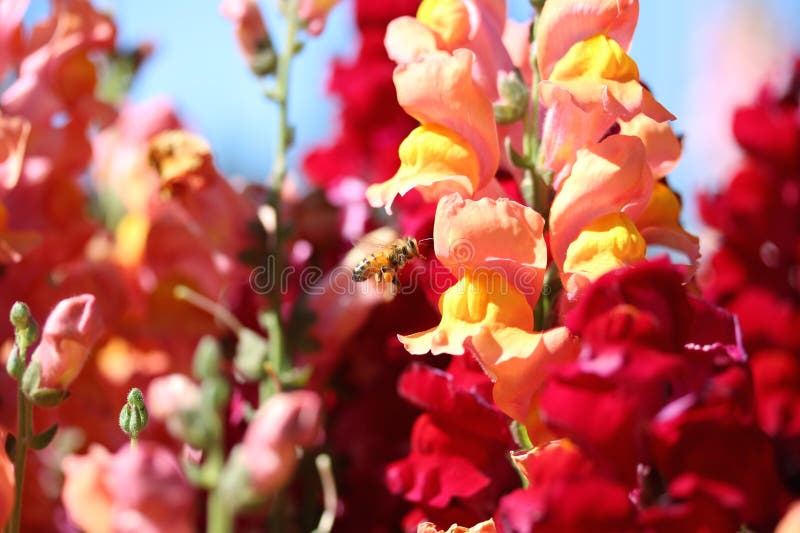 Bee and Snapdragon Flower stock image. Image of beautiful 60275463