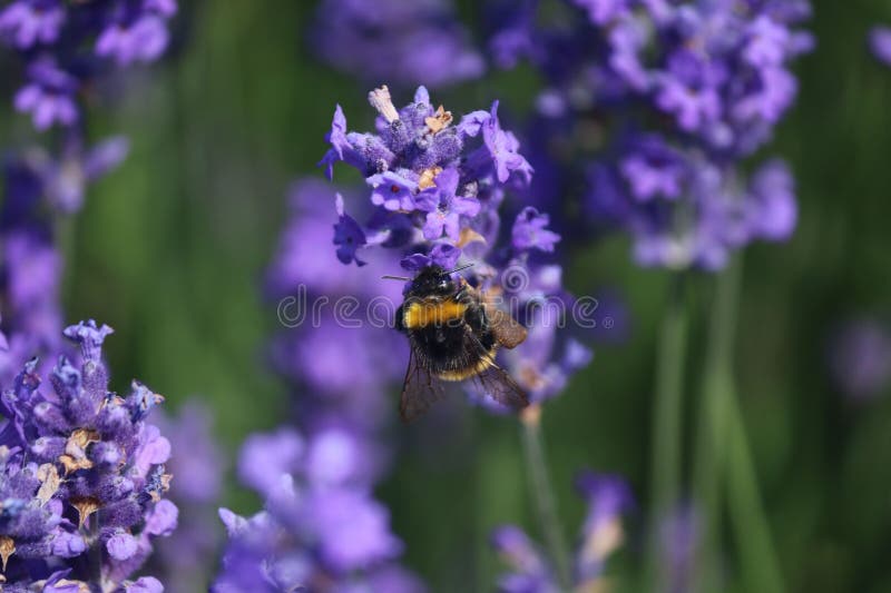 Bee on a Soft Lavender Flowers Against a Lush Green Backdrop Stock