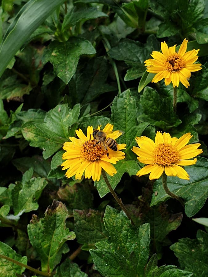 Bee on Some Wild Yellow Flowers Stock Image Image of daisy, flowers