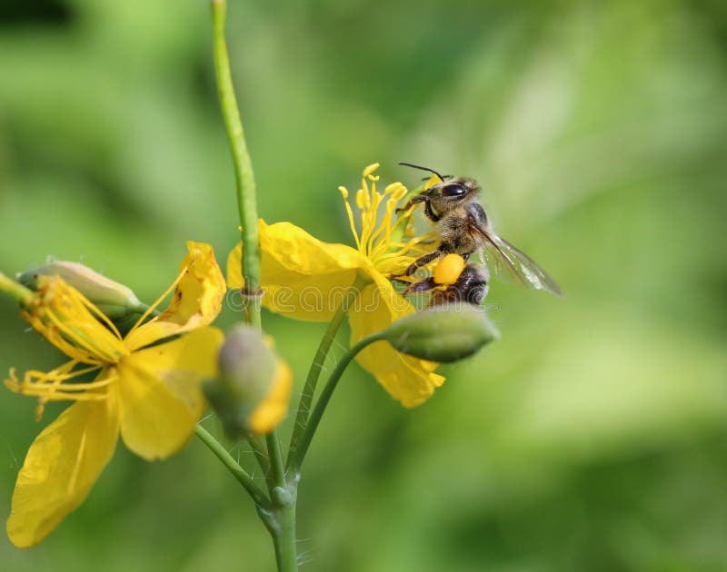 Bee on a St. John& X27;s Wort Herb Stock Photo Image of nectar