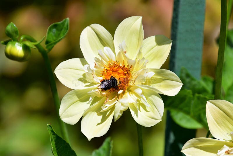 A Bee staying on the yellow Dahlia. royalty free stock image A Bee staying on the yellow Dahlia. royalty free stock image