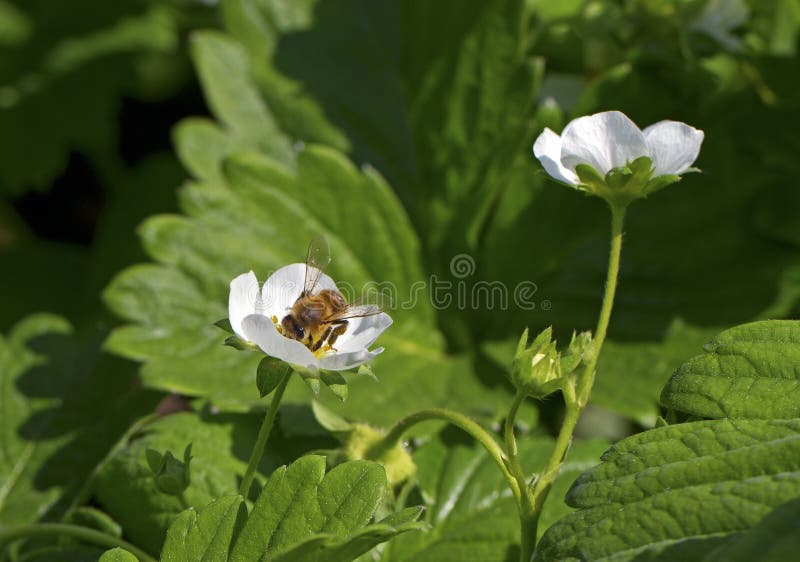 Bee on strawberry plants. stock image. Image of fresh 41036311