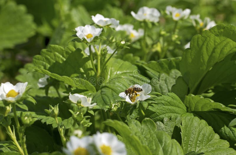 Bee on strawberry plants. stock image. Image of healthy 41036293