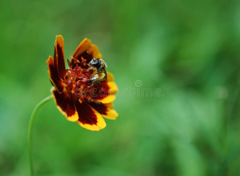 A Bee and Summer Flower