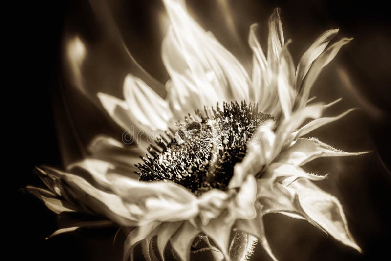 Bee on a sunflower blossom in fire stock photos Bee on a sunflower blossom in fire stock photos