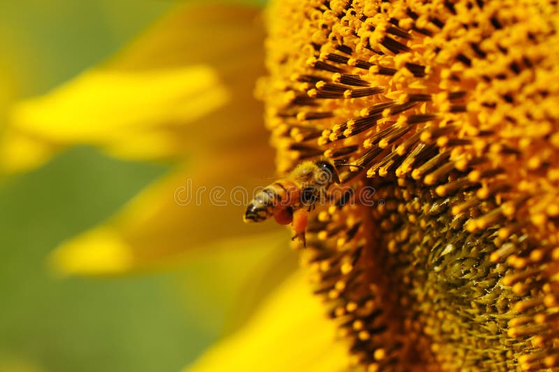 Bee swarm sunflower stock photo. Image of vibrant, garden 17669466