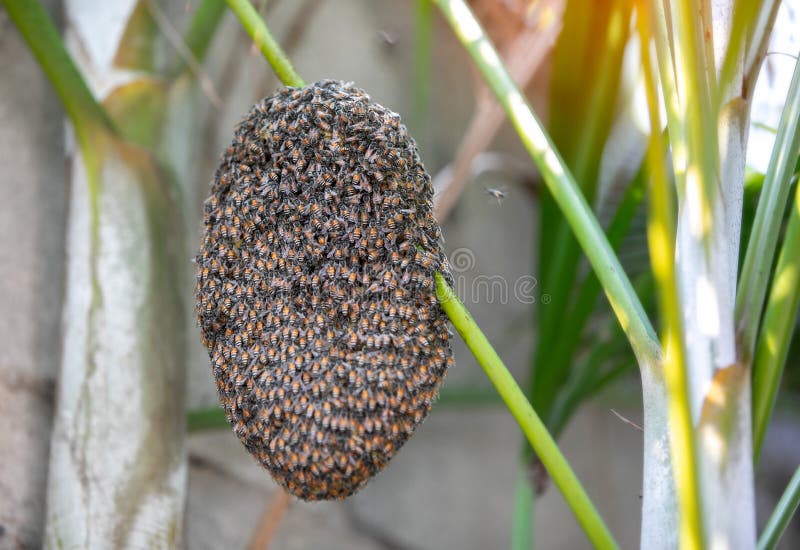 Bee Swarm in Tree. and Honey Bee or Apis Florea on Palm Tree