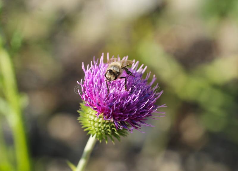 Bee on the thistle stock photo Bee on the thistle stock photo