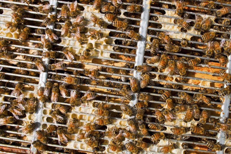 Bee in to nature stock photo. Image of honey, working - 21751488