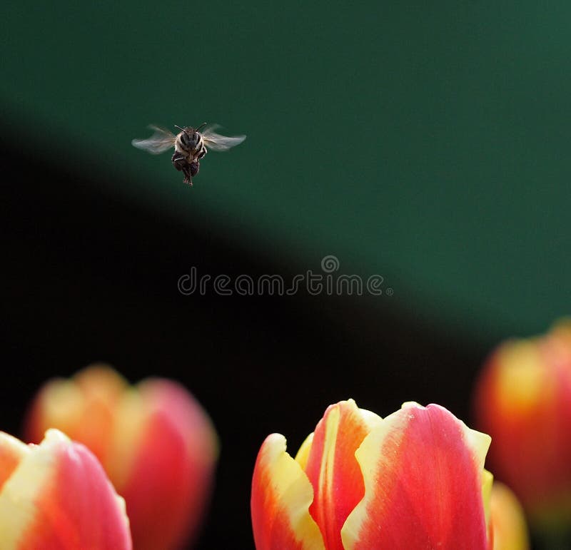 Bee and tulips