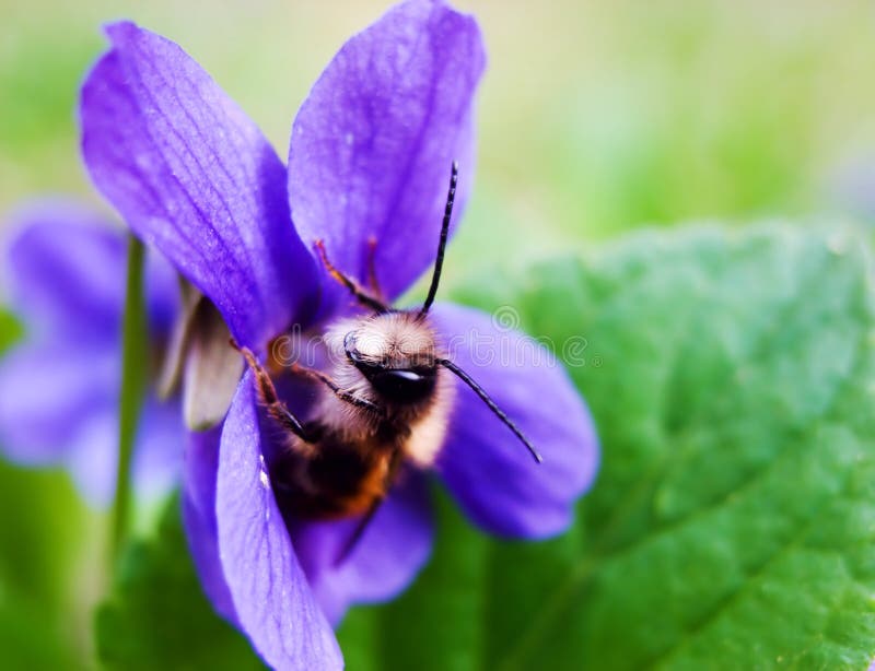 Bee in a violet stock photo. Image of green, scene, honey 2222792