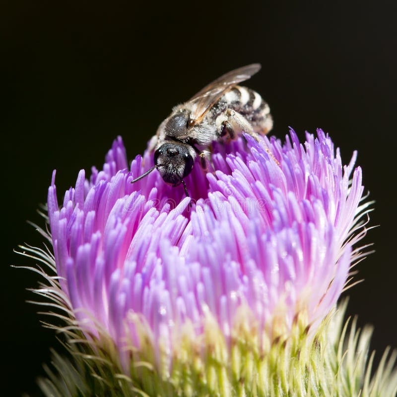 Bee on a violet flower stock image. Image of floral - 108789933
