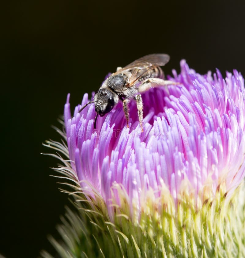 Bee on a violet flower stock image. Image of white, purple - 108709269