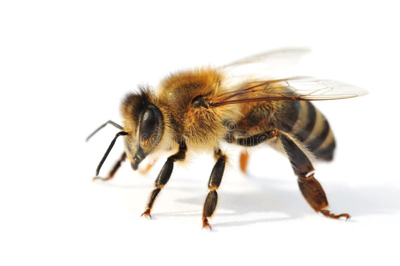 Bee