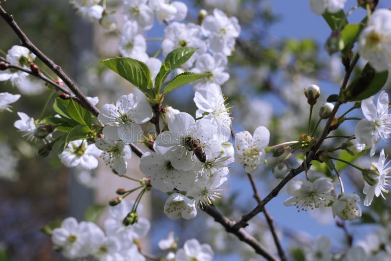 A Bee on the White Cherry Blossom Stock Image Image of insect