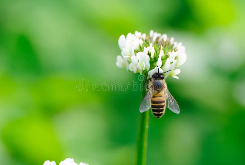 Bee and white flower