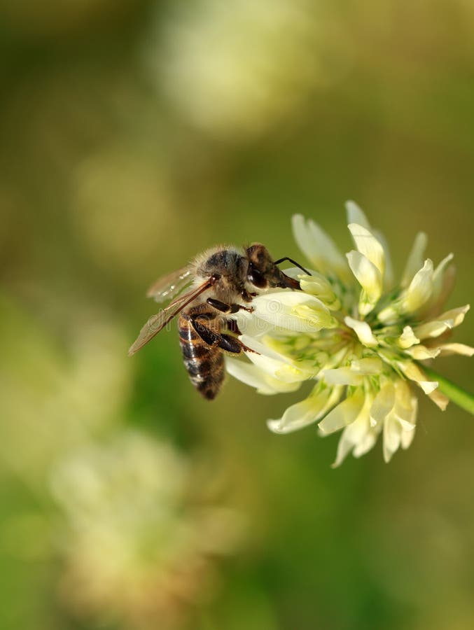 Bee on white flower