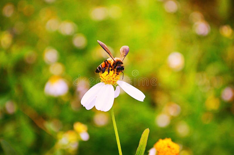 Bee stock photo. Image of flower, color, garden, white - 77490798