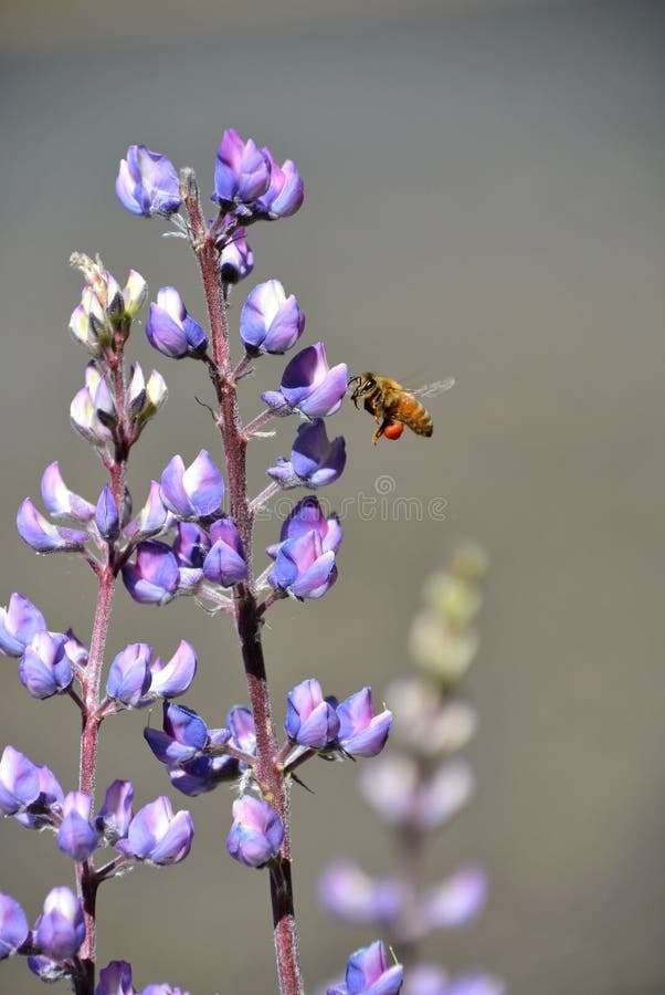 Bee and Wildflowers stock photo. Image of busy, vertical 70453562