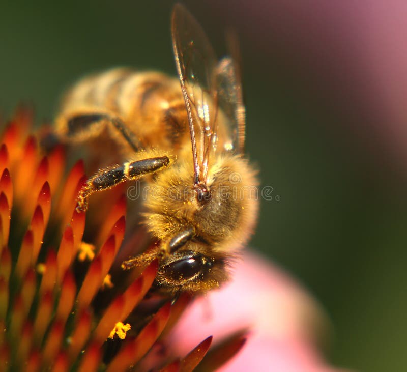 Bee at work stock images