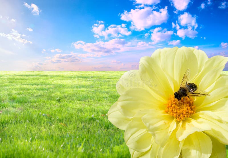 Bee at work stock photo Bee at work stock photo