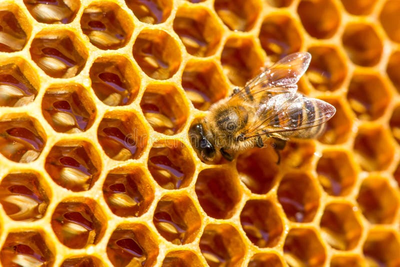 Download Bee Work On Honeycomb With Sweet Honey Stock Photo - Image ...
