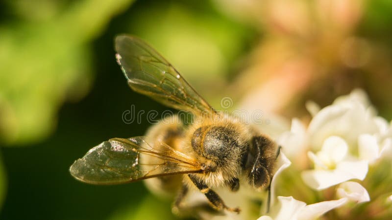 Bee at work on white clover flower collecting pollen A four leaves clover stock photo Bee at work on white clover flower collecting pollen A four leaves clover stock photo