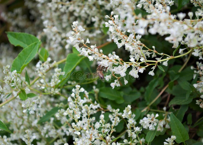 Bee Working on Climbing Plant White Flowers Stock Photo Image of