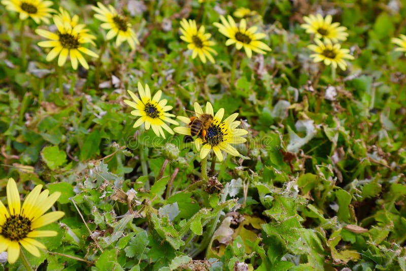 Bee on Yellow Daisy in Field Stock Photo Image of green, daisy 128104352