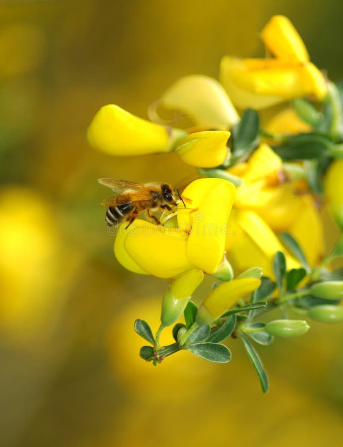 Bee on yellow flower