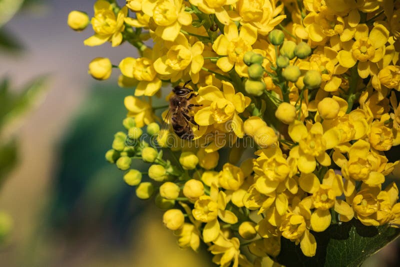 A bee on a yellow flower collects spring honey. A flowering plant of an evergreen shrub of Oregon grapes with feathery green stock photography A bee on a yellow flower collects spring honey. A flowering plant of an evergreen shrub of Oregon grapes with feathery green stock photography