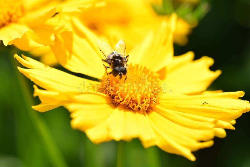 Bee on yellow flower stock photo. Image of green, closeup 24456644