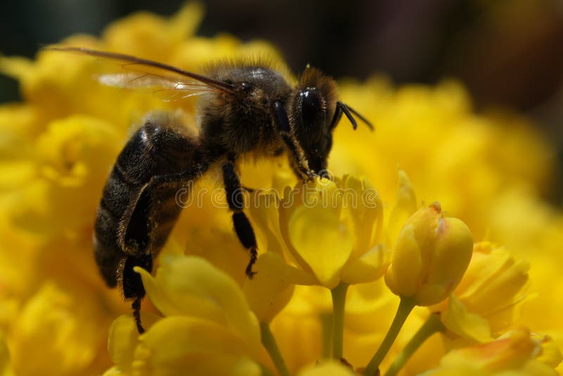 Bee on yellow flower stock photo. Image of green, closeup 24456644
