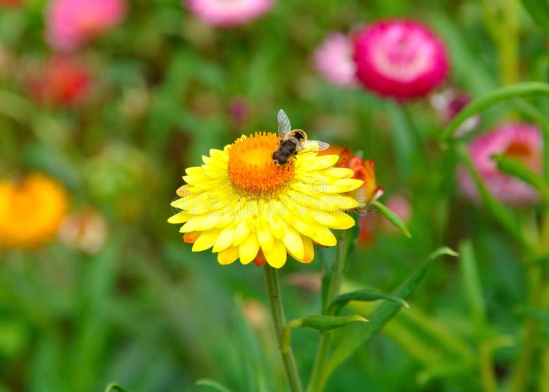 A Bee on a Yellow Straw Flower Stock Image Image of insect, yellow 37892977