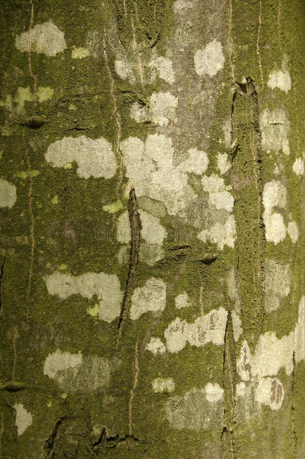 Beech bark 02 stock photography