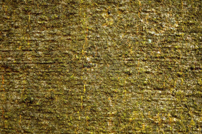 A beech bark stock photography