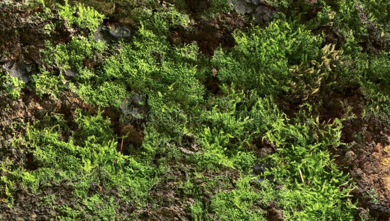 Beech bark stock image